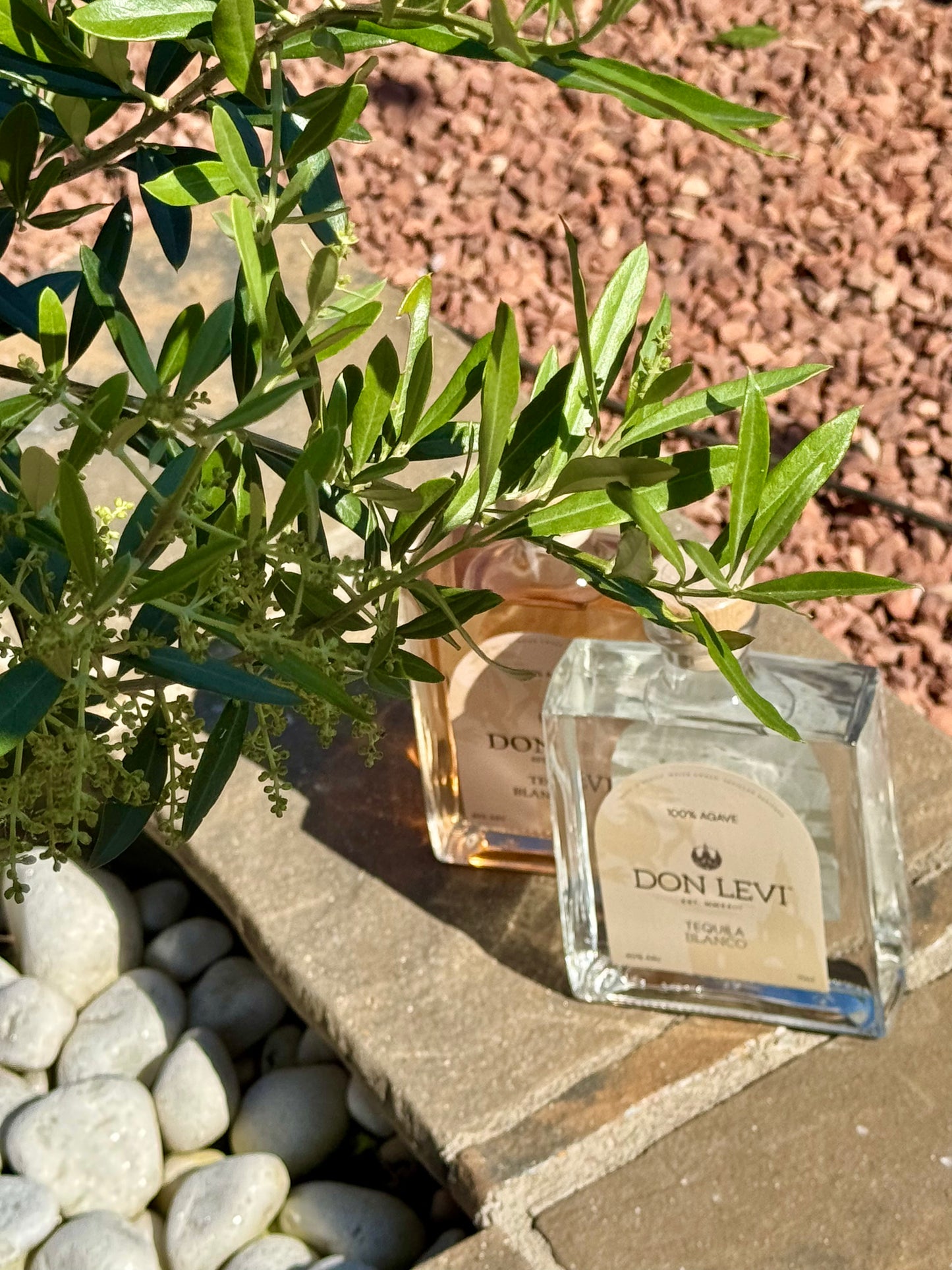 Don Levi Blanco & Rosa in the sunshine next to a olive tree