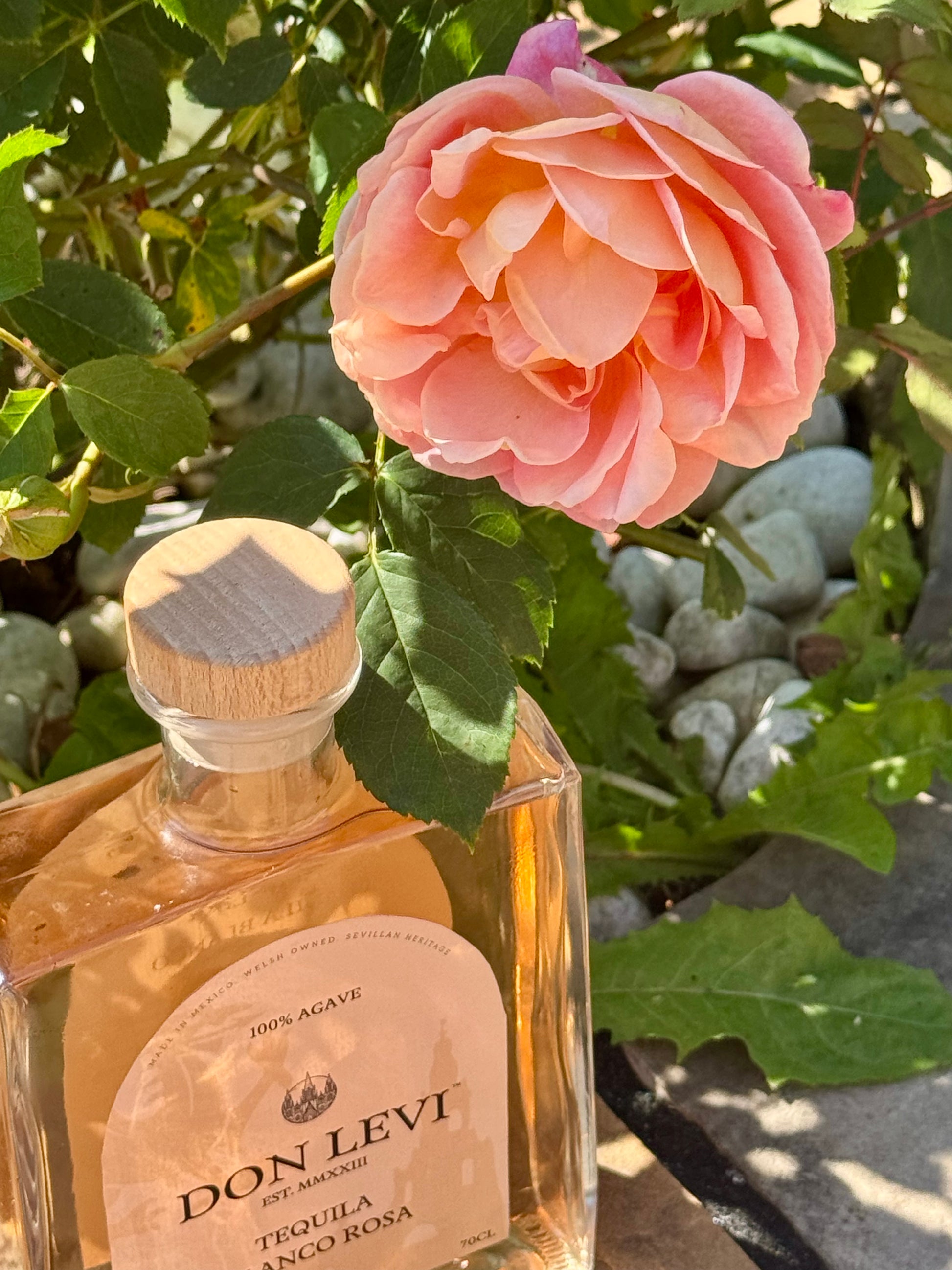 Don Levi Rosa next to a pink rose