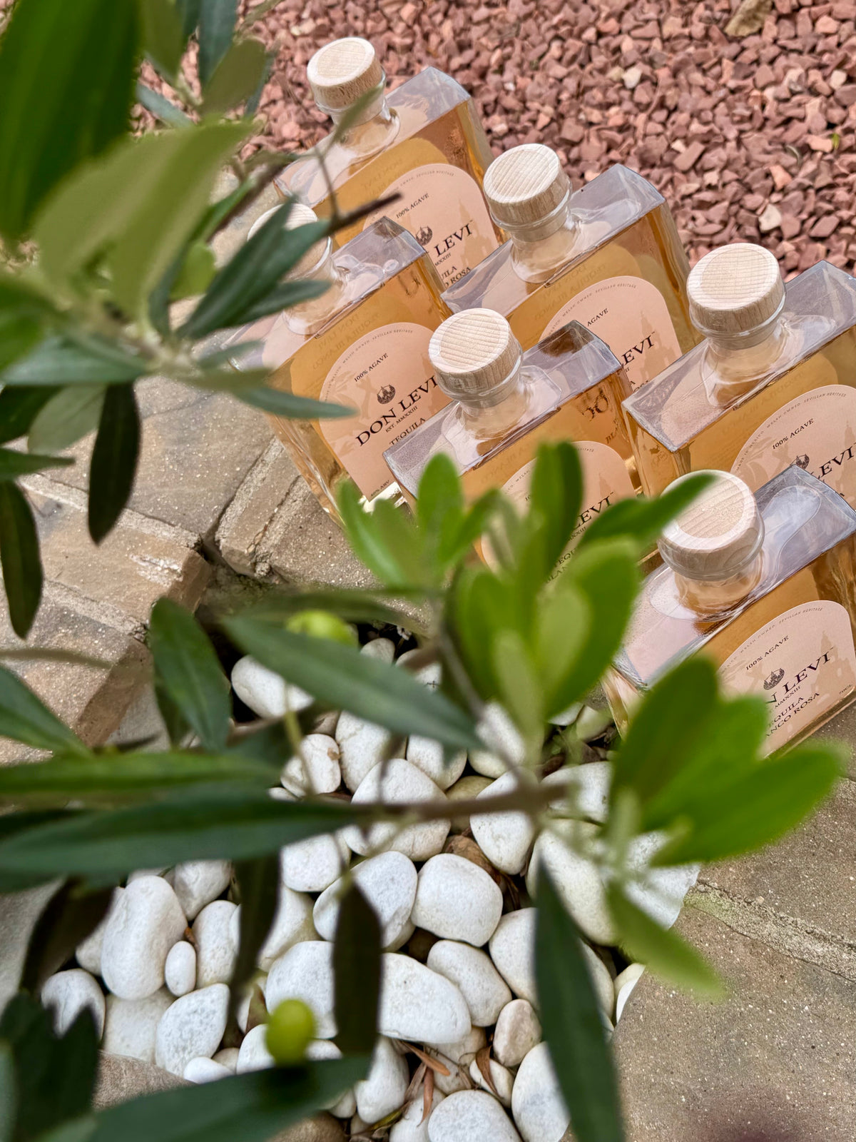 6 bottles of Don Levi Rosa underneath a olive tree