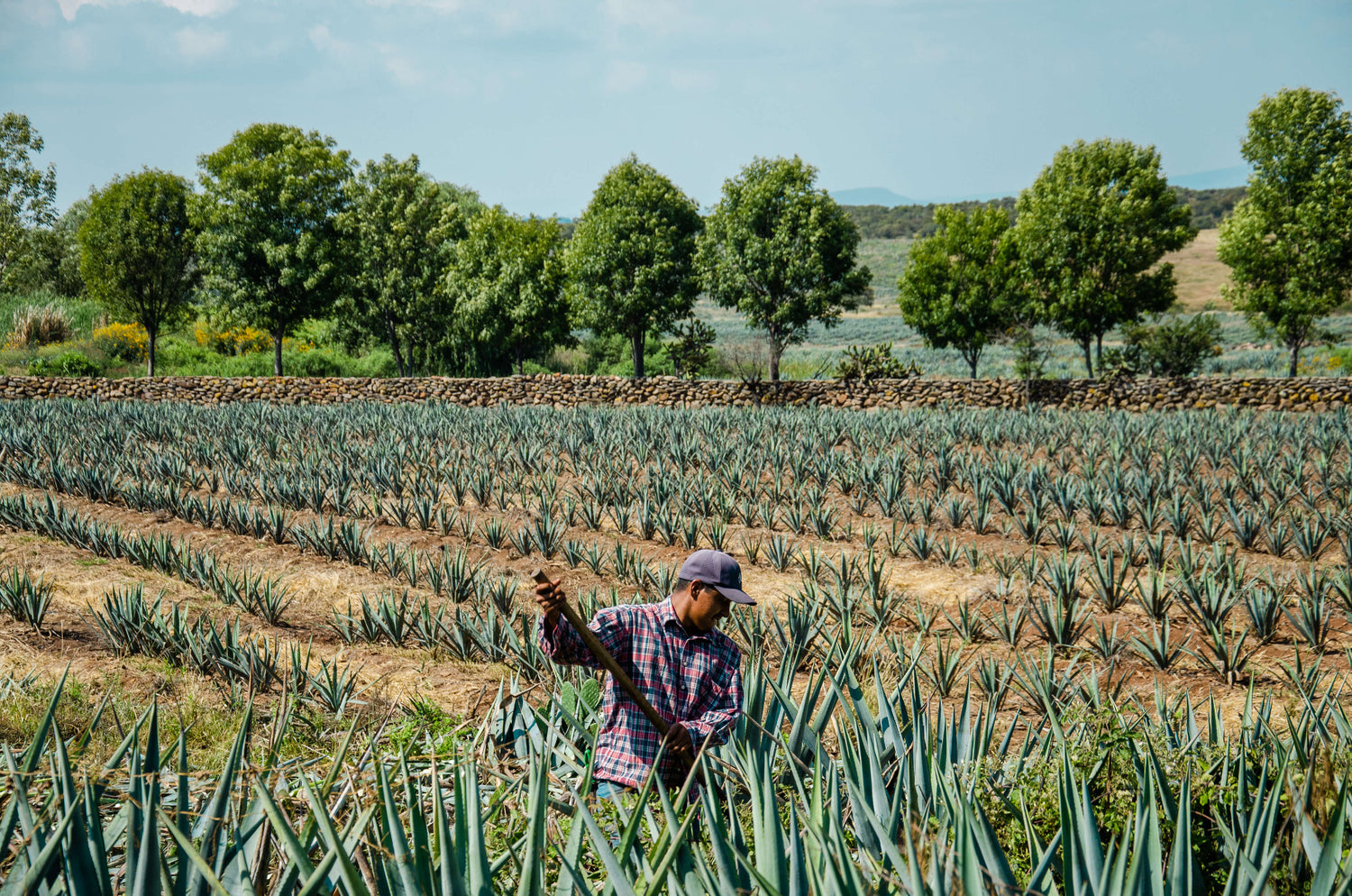 A Jimador harvesting in an agave field
